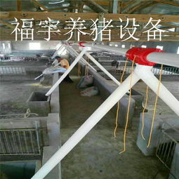 福宇畜牧 自动化料线赋能牧场，一次投资开启终身效益新篇章