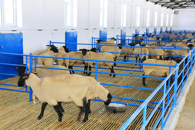 健坤牧业 现代化畜牧产业发展的探索者与实践者