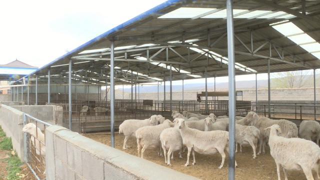 会宁 特色养殖让乡村振兴“畜”势勃发——现代化牧场工程设计引领产业升级