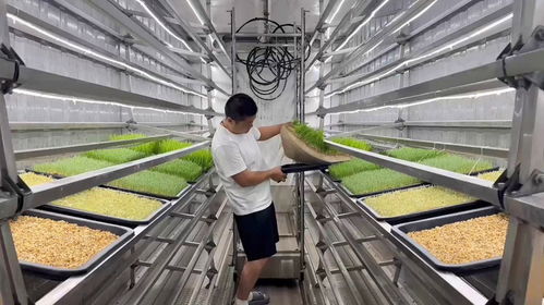 集装箱水培牧草技术 稳定饲草来源，促进畜牧业发展——牧场工程设计指南
