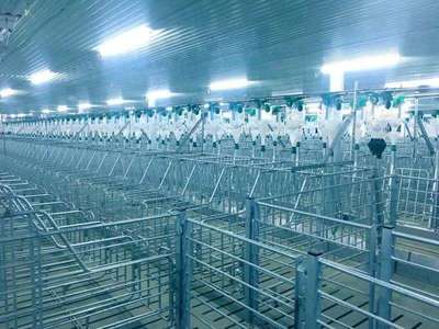 171天，见证希望速度 嘉祥7500头母猪场项目顺利竣工